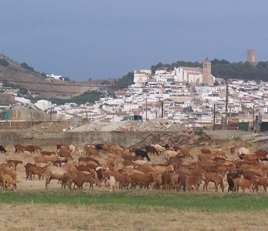 ganaderia