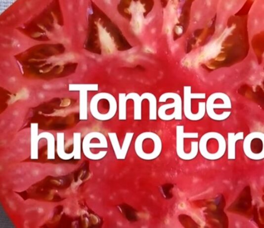 tomate
