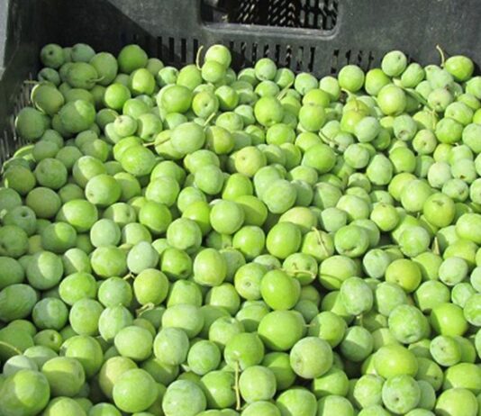 aceituna