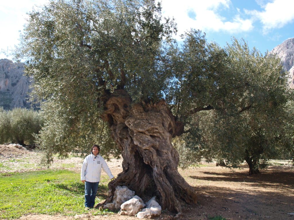 AoveSol afronta su tercera ilusión con el reto de continuar su labor de difusión en torno al mundo del aceite de oliva virgen extra. Un escaparate donde durante tres días el público profesional y la ciudadanía en general pueden conocer todo sobre el oro líquido: aplicaciones en gastronomía y salud, industria, almazaras.