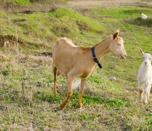 La Consejería de Agricultura, Pesca y Desarrollo Rural ha autorizado los pagos de la ayudas asociadas a las explotaciones de ovino y caprino. La ayuda asociada a las explotaciones de ovino asciende a más de 11 millones de euros y de estos incentivos se beneficiarán 3.365 ganaderos, mientras que la ayuda asociada a las explotaciones de caprino asciende a más de 3 millones de euros para 2.144 ganaderos. Estos pagos representan el 90% de los importes correspondientes a la ayuda total de cada ganadero.