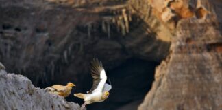 Málaga presente en la Feria Doñana Birdfair