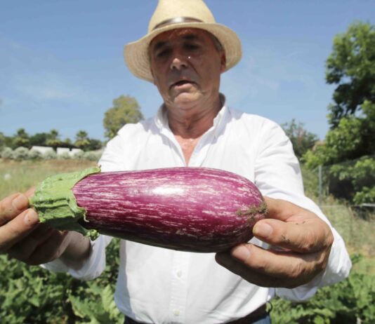 pepecobos
