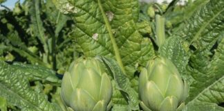alcachofa