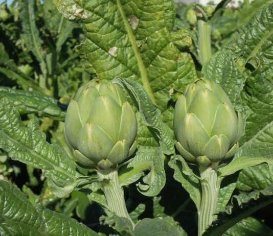 alcachofa