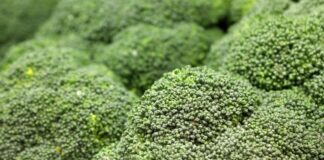 brocoli