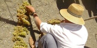 iznate celebra el dia de la uva moscatel
