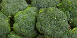 Brócoli
