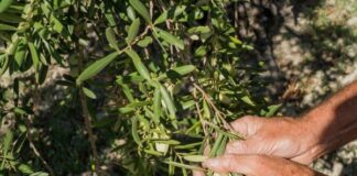 aceituna