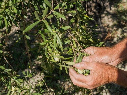 aceituna
