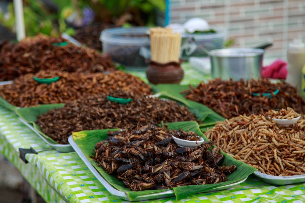 Platos de comida de insectos-mercado