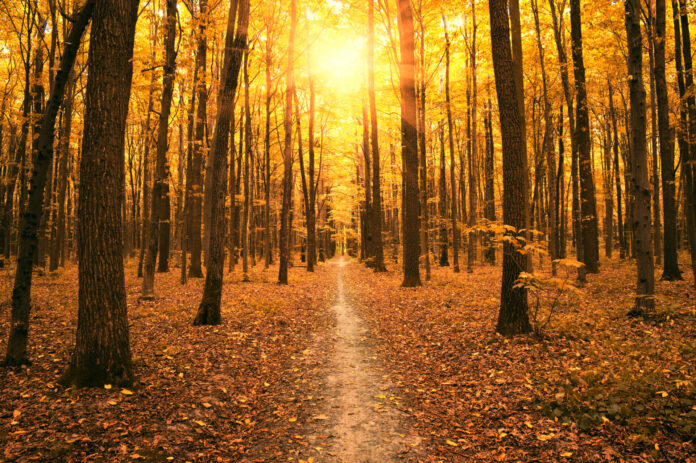 Autumn,Trees,In,The,Forest