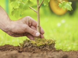 ¿Cuándo plantar frutales? Claves para hacerlo bien desde el principio