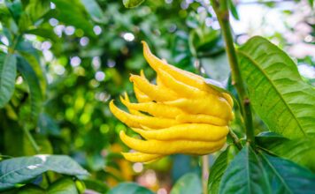 Los limones bizarros y otras rarezas cítricas: cuando la naturaleza se vuelve artista