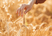 Los cereales: el alimento que sostiene nuestra historia