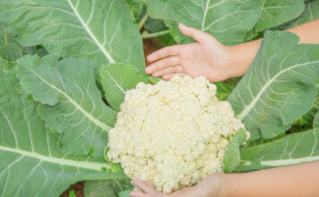 Verduras de febrero: sabor, salud y cocina de temporada