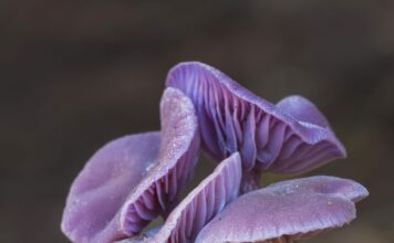 Los hongos: la historia de unos organismos indispensables para nuestra vida