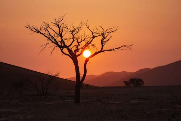 outline-tree-background-sunset-desert-namibia