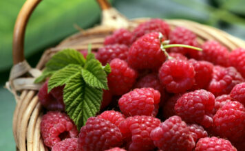 Frambuesas: la pequeña fruta roja llena de sabor y propiedades nutricionales