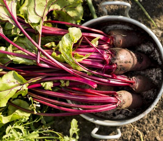 La remolacha, el color intenso de una hortaliza llena de beneficios
