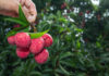 El lichi: un fruto tropical de origen asiático