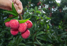 El lichi: un fruto tropical de origen asiático