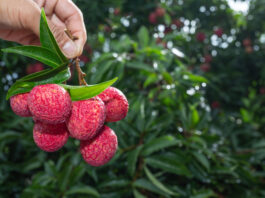El lichi: un fruto tropical de origen asiático