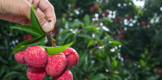 El lichi: un fruto tropical de origen asiático