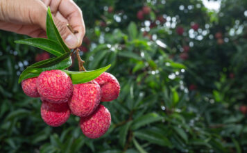 El lichi: un fruto tropical de origen asiático