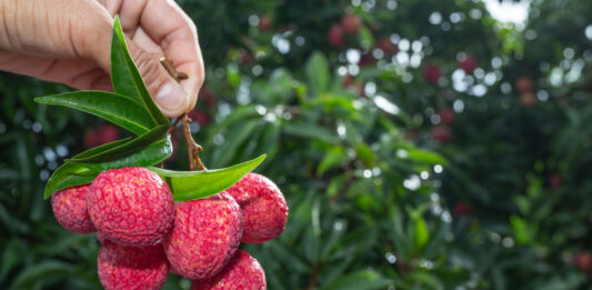El lichi: un fruto tropical de origen asiático