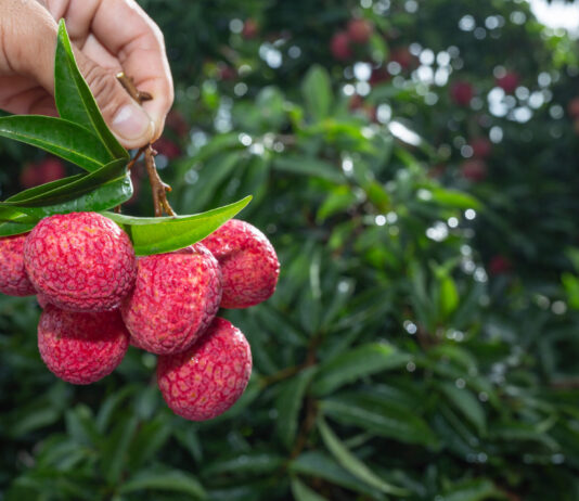 El lichi: un fruto tropical de origen asiático