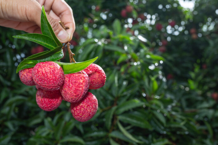 agriculture-lychee-fruit-thailand