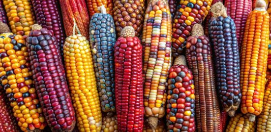 Las mazorcas que colorean los campos