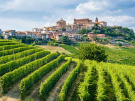 Piamonte: el otoño que se saborea entre viñedos y trufas
