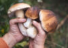 Las setas que anuncian el otoño