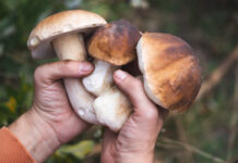 Las setas que anuncian el otoño