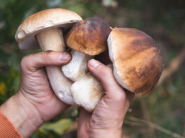 Las setas que anuncian el otoño