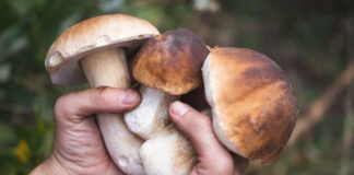 Las setas que anuncian el otoño