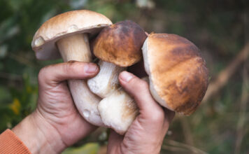 Las setas que anuncian el otoño