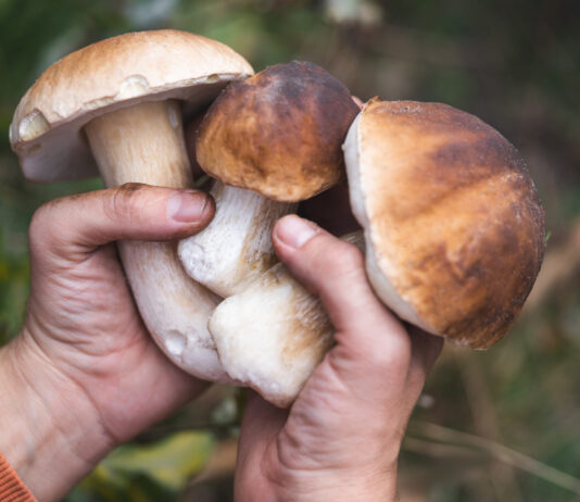 Las setas que anuncian el otoño